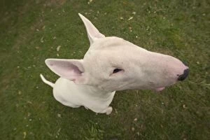 Dog - Bull Terrier, close-up of face
