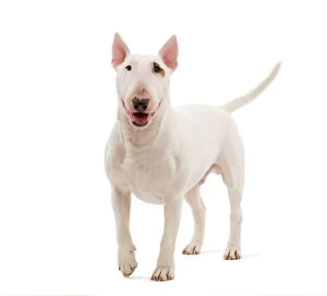 Images Dated 22nd October 2011: Dog - Bull Terrier (Miniature)