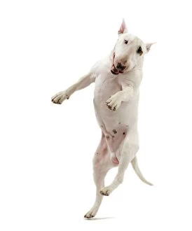Images Dated 22nd October 2011: Dog - Bull Terrier (Miniature) - leaping in mid-air
