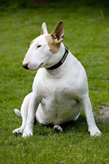 Images Dated 17th April 2006: Dog - Bull Terrier sitting on grass