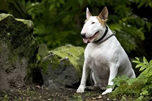 Dog - Bull Terrier sitting by rocks