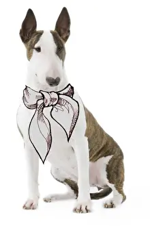 Dog - Bull terrier in studio wearing scarf / tie