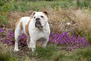 Brown And White Prints: DOG - Bulldog