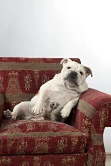 Images Dated 20th September 2012: DOG - Bulldog in chair