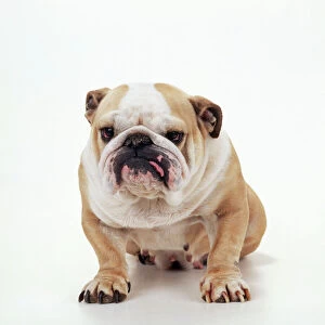 DOG - Bulldog facing