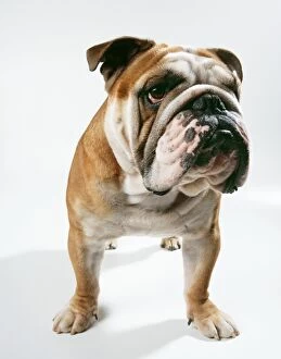 DOG - bulldog, facing