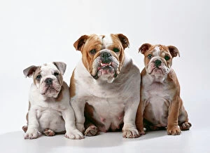 DOG - Bulldog, female with two puppies, sitting, studio shot