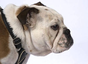 Images Dated 18th April 2017: DOG. Bulldog head & shoulders DOG. Bulldog head &... DOG. Bulldog head & shoulders DOG