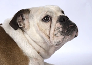 Images Dated 18th April 2017: DOG. Bulldog head & shoulders DOG. Bulldog head &... DOG. Bulldog head & shoulders DOG