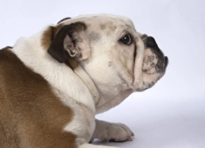 Images Dated 18th April 2017: DOG. Bulldog head & shoulders DOG. Bulldog head &... DOG. Bulldog head & shoulders DOG