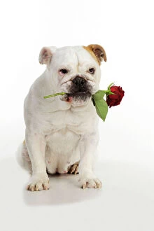 Images Dated 5th August 2010: DOG. Bulldog holding rose