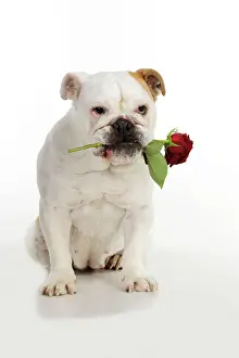 DOG. Bulldog holding rose