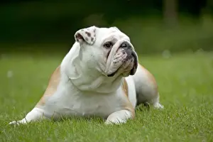 DOG - Bulldog laying in garden