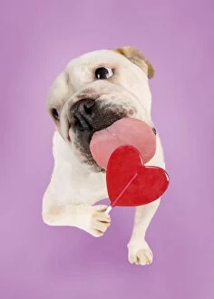 Images Dated 12th November 2010: DOG - Bulldog licking heart lollipop