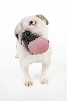 DOG. Bulldog licking the screen