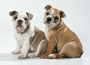 DOG - two Bulldog puppies, sitting, studio shot