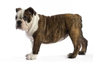 Images Dated 20th May 2014: Dog Bulldog Puppy 4 months old