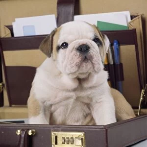 DOG - Bulldog puppy in briefcase, studio shot