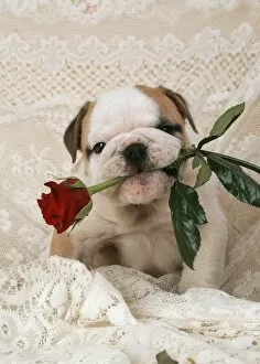 Puppies Collection: DOG - Bulldog puppy with rose in mouth