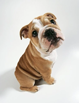 <b class=qtipBold><figcaption>DOG - bulldog puppy, sitting</figcaption></b><br>JD-16575e DOG - bulldog puppy, sitting John Daniels Please note that prints are for personal display purposes only and may not be reproduced in any way.<br><em>© Ardea 2007 - All Rights Reserved</em> DOG - bulldog puppy, sitting