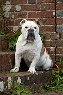 DOG - Bulldog - sitting on steps DOG - Bulldog - sitting on steps