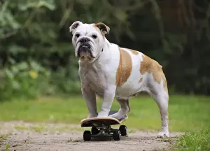 Skateboard Prints: DOG. Bulldog on skateboard