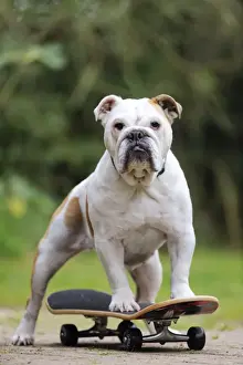 DOG. Bulldog on skateboard