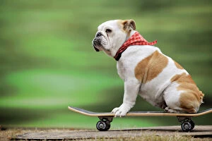 Images Dated 5th August 2010: DOG. Bulldog on skateboard Digital Manipulation:scarf from blue to red