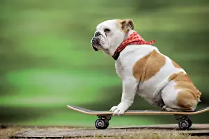 Agility Prints: DOG. Bulldog on skateboard Digital Manipulation:scarf from blue to red