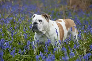 English Bull Dogs Prints: DOG - Bulldog - standing in bluebells