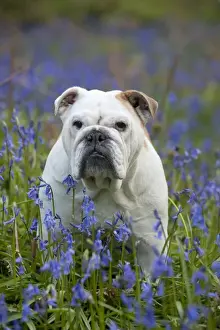 DOG - Bulldog - standing in bluebells