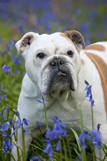 English Bull Dogs Prints: DOG - Bulldog - standing in bluebells