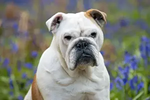 DOG - Bulldog - standing in bluebells (head shot)