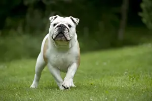 DOG - Bulldog standing in garden