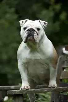 DOG - Bulldog standing on garden bench