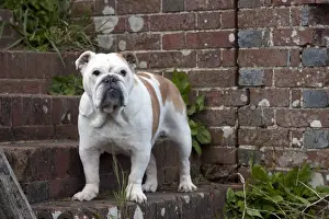 DOG - Bulldog - standing on steps