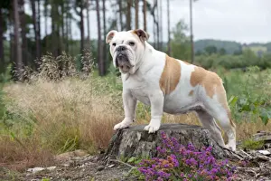 DOG - Bulldog on tree stump