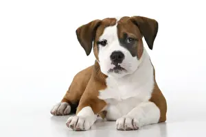 X Breed Prints: DOG. Bulldog X breed, 16 weeks old puppy, laying, studio, white background