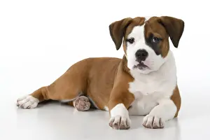 DOG. Bulldog X breed, 16 weeks old puppy, laying, studio, white background