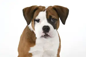 DOG. Bulldog X breed, 16 weeks old puppy, head & shoulders facial expession, studio, white background