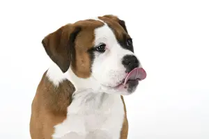 DOG. Bulldog X breed, 16 weeks old puppy, head & shoulders, tougue out, studio, white background