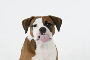DOG. Bulldog X breed, 16 weeks old puppy, head & shoulders, tougue out, studio, white background