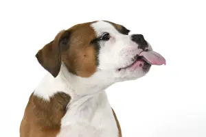 DOG. Bulldog X breed, 16 weeks old puppy, head & shoulders, tougue out, studio, white background