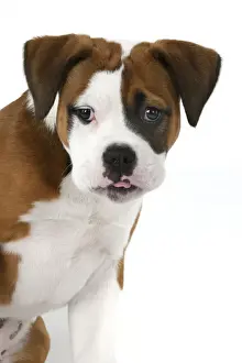 DOG. Bulldog X breed, 16 weeks old puppy, head & shoulders, studio, white background