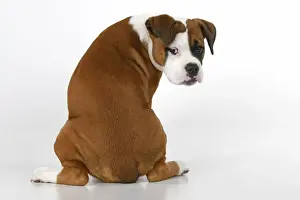 DOG. Bulldog X breed, 16 weeks old puppy, sitting looking around over shoulder, studio, white background