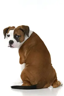 DOG. Bulldog X breed, 16 weeks old puppy, sitting looking around over shoulder, studio, white background