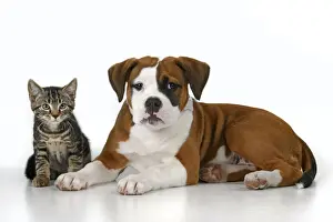 DOG. Bulldog X breed, 16 weeks old puppy, lying with kitten, , studio, white background