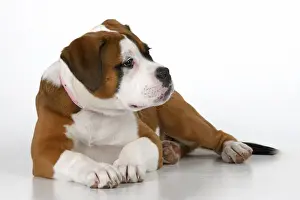 DOG. Bulldog X breed, 16 weeks old puppy, laying, studio, white background