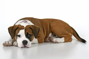 DOG. Bulldog X breed, 16 weeks old puppy, laying, studio, white background