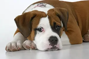 DOG. Bulldog X breed, 16 weeks old puppy, laying, studio, white background